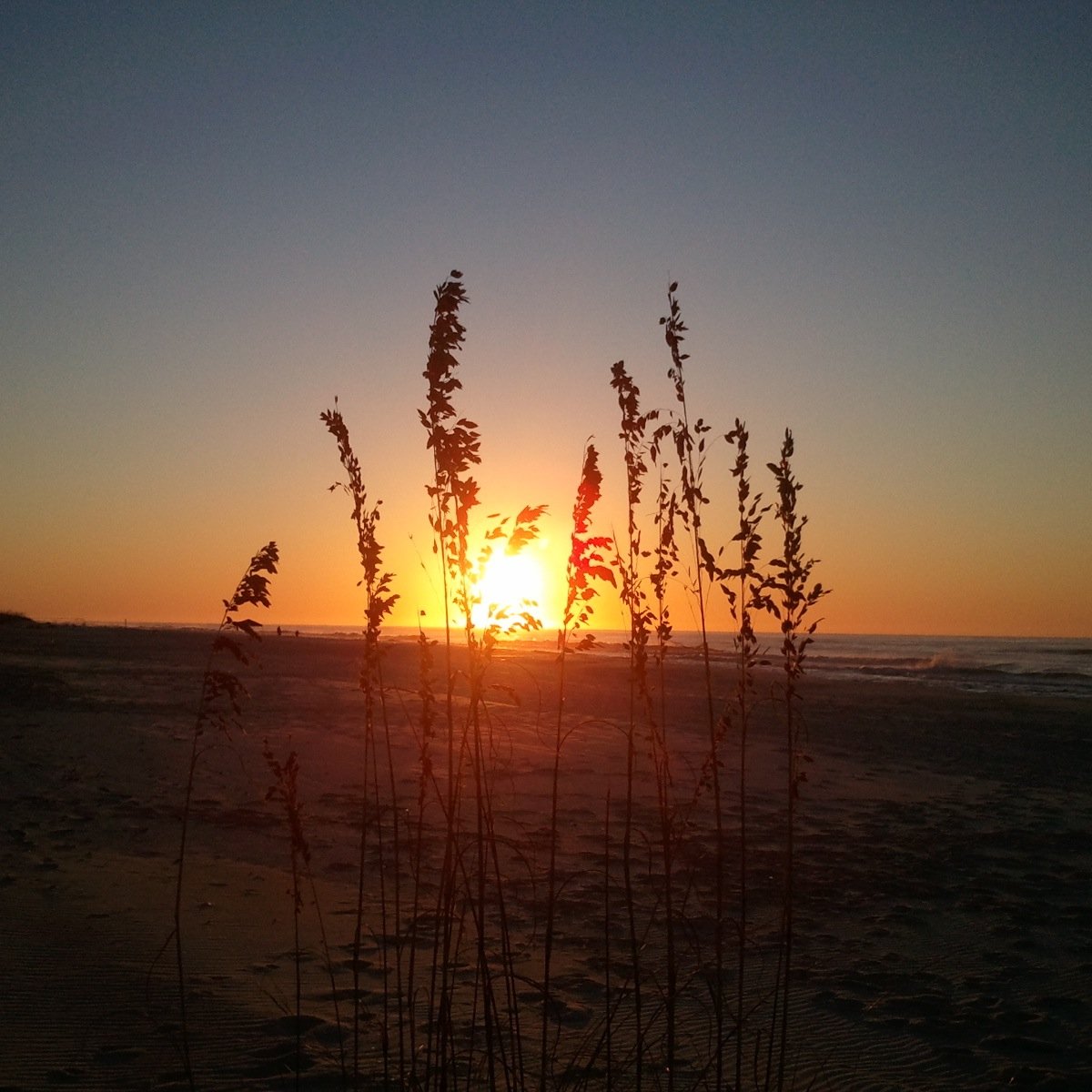 LAPonyGirl's profile picture. 