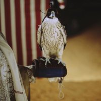 العنود العامري (@alanoudalameri) 's Twitter Profile Photo