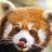 Korandina's profile image
