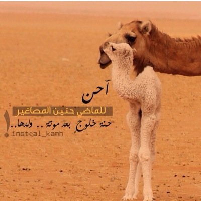 سقا ﺎلله على م فات من سالف الايام وما فات من الايام ما عاد له رجعه”
