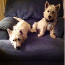 Janice Dunn - @jdunn1114 - Twitter