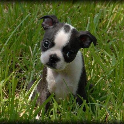 PetChatCafe's profile picture. Pet Lover Community Cafe.  A place to sit, sip and share all things pets: sweet stories, health updates, your local adoptions, community pet photos, and more!