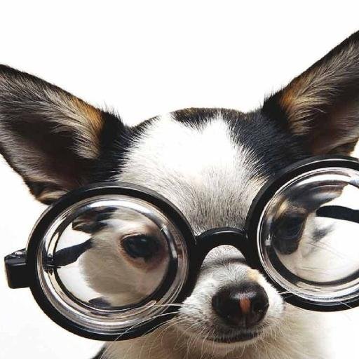 PaawBox's profile picture. 