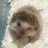 Profile Picture of Albert (@@HedgeHogAlbert) on Twitter