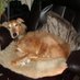 Ginger Lurcher (@GingerLurcher) Twitter profile photo