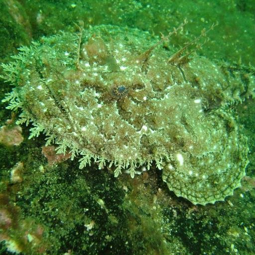 LincsSubAqua's profile picture. Lincolnshire Association of Sub Aqua Clubs - linking divers together