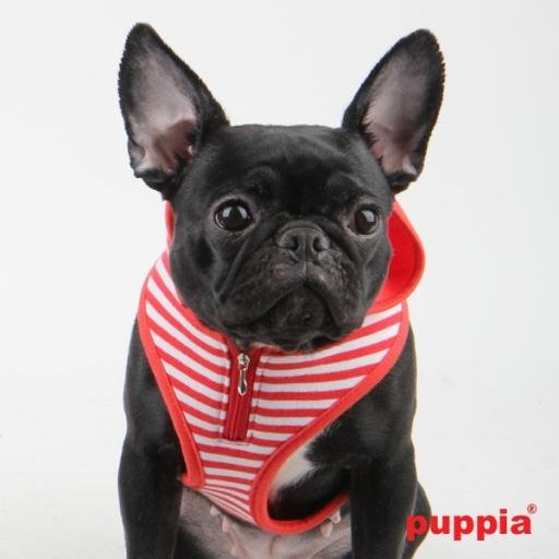 A cute fun dog boutique for all dog breeds! 

All products posted worldwide 

Any questions just ask!