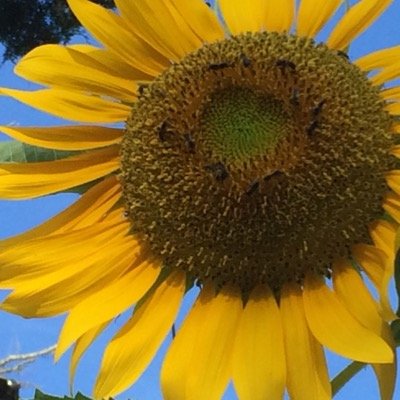 ComfortsInc's profile picture. 