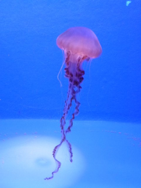kinonoko