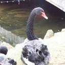 mandy duke - @mandyduke - Twitter