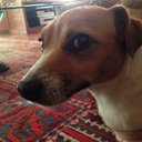 Maya - @LillyMayaJack - Twitter