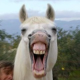 chillee's profile picture. I'm a horse