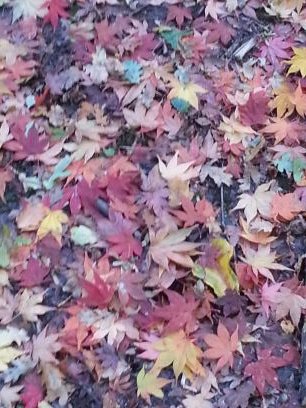 YBattley's profile picture. Orthodontist, Married,