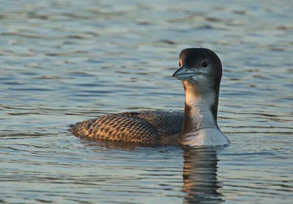 f51edd0e42a342e's profile picture. I would bird Sandwell Valley every day but work gets in the way