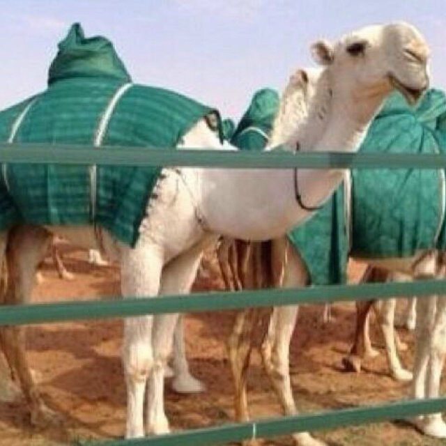 Dedfhfjf's profile picture. 