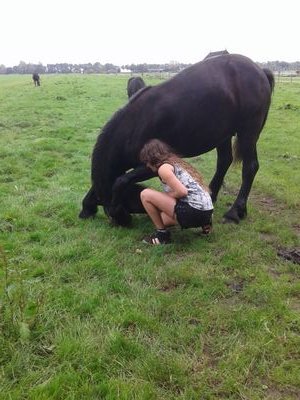 Vrijheidsdressuur met mijn eigen paard Mark.