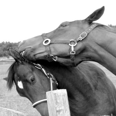Equestrian. I love my horses. Horses aren't my whole life they make my life whole.
