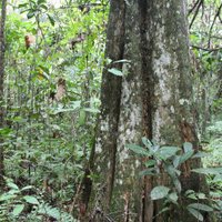 Forest Watch Ghana (@forestwatchgh) Twitter profile photo
