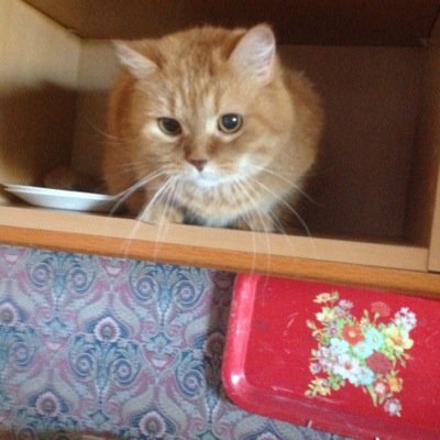 Fervent believer in kitty faces.
