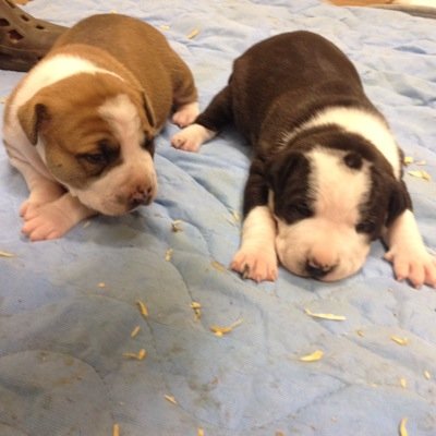 At SIK we are devoted to Pitbulls. We breed and transport around the US.