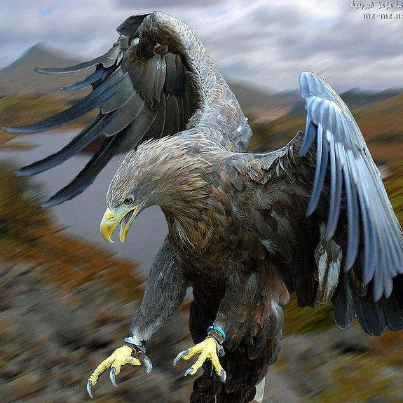 AliQasim7896's profile picture. 