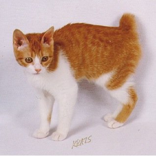 She-cat. 8 moons old. SnowClan. Mother: @sandstorm345. Happy. Jumpy. Blood Claws.