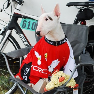 Adventure seeker, journalist and editor, comic book creator, bicycle mechanic/rider/racer, & Tugg the bull terrier’s daddy. This is my OFFICIAL Twitter profile.