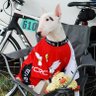 TuggBullTerrier's profile picture. Adventure seeker, radio personality, journalist, comic book creator, bicycle mechanic/rider/racer, & Tugg the bull terrier’s daddy. This is my OFFICIAL profile.