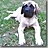 Mastiff Secrets 101 - Everything You Need to Know About Buying, Raising and Caring for a Mastiff