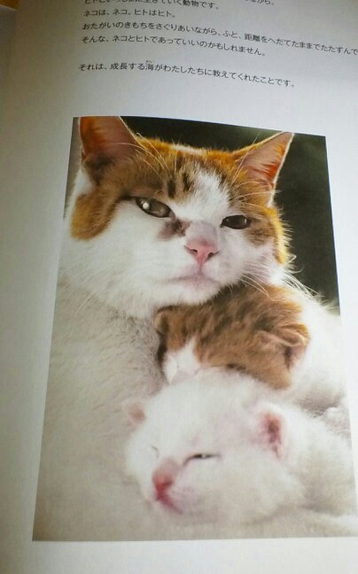 love music (incl K-Pop),  ballet,  cats,  west of Ireland, Always following my instinct,  sometimes dreamer,  Osakan,  Piscean