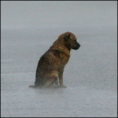 for I am a rain dog too