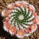 Bella Ochoa - @jinglebellz17 - Twitter