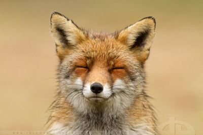 THEPOSIFOX's profile picture. A HAPPY FOX HERE TO TELL YOU THAT IT'LL BE OKAY #POSIPOSSE #SNCKCREW