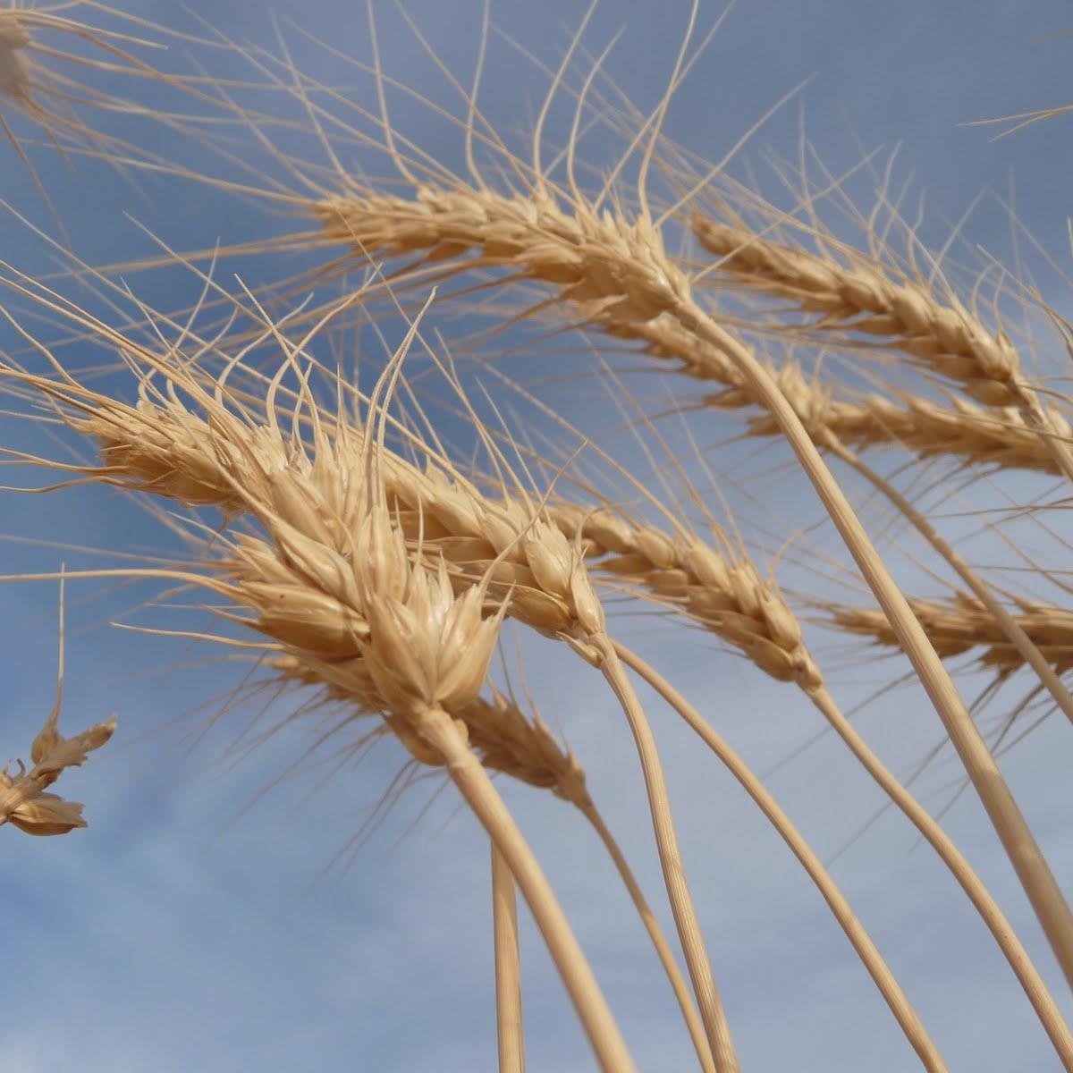 GlenFedAg's profile picture. The official Twitter account of the Glengarry Federation of Agriculture. Helping Glengarry farmers connect with their GFA board!