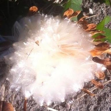 Genuine clump of milkweed fluff. Living for art, science, skunks & non sequiturs. Also artist & arts admin/advocate.
