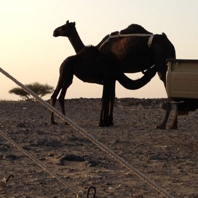اللهم إني أسألك من الخير كله عاجله وآجله ما علمتُ منه وما لم أعلم، وأعوذ بك من الشر كله عاجله وآجله ما علمتُ منه وما لم أعلم