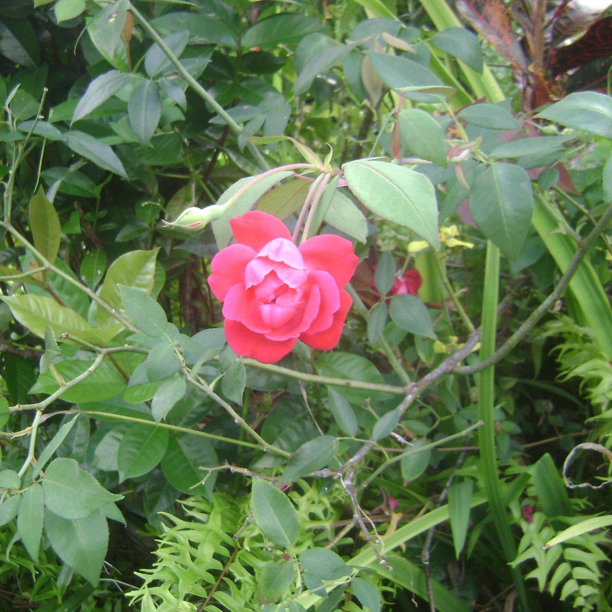 agustina_59's profile picture. Caminante, son tus huellas
El camino y nada más;
Caminante, no hay camino
Se hace camino al andar.