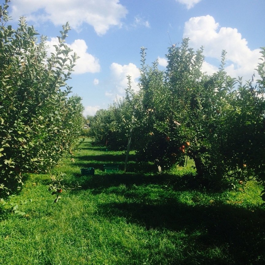 ukyhortclub's profile picture. The UK Horticulture Club is a diverse blend of students that bond over their love of plants and bringing horticulture into their community!