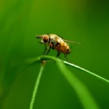 マンボウ マナー花マル
