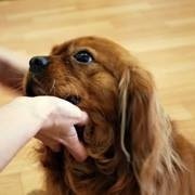 ペットと暮らそうでは、センターや飼育放棄などで行き場を失った犬猫たちの里親さんを探しています。保護犬保護猫の日常と里親募集情報をいち早く届けます🐶🐱
公式LINEでも保護犬猫のお問合せ受付中！
気になる子がいればお気軽にご連絡下さい👇
https://t.co/T9iSqlLAWZ
※譲渡会以外での面会は完全予約制です