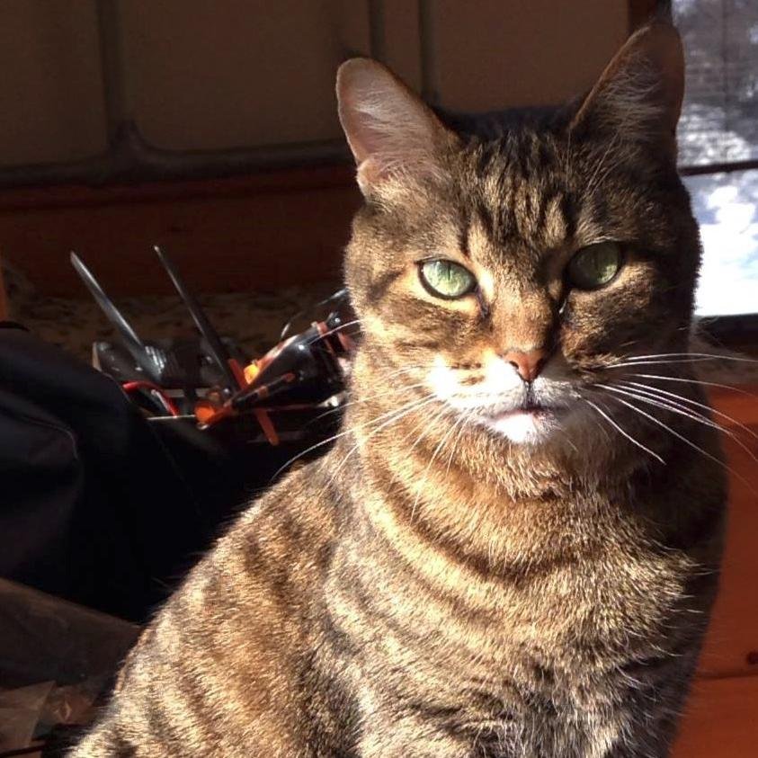 robertjcella's profile picture. Sports nut, tech geek, nature loving, deep thinking, easy going original like no other you'll ever meet....