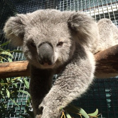 australian native wildlife, flying foxes, koalas, animal ethics. environmental issues, news, & I'm batty about bats!