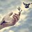 ShaiDiv_THG's profile image