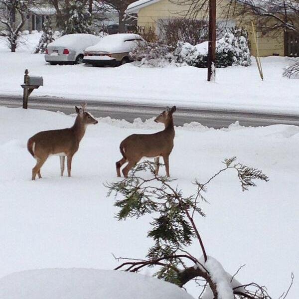 preptobismom's profile picture. Human. Woman. Mother. Prepper. Sickle Cell Warrior & Advocate. Breastfeeder. Baby Wearer. Follow/Retweet ≠ endorsement. Email- preptobismom [at] gmail [dot] com