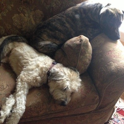 iamcrabbypatti's profile picture. 