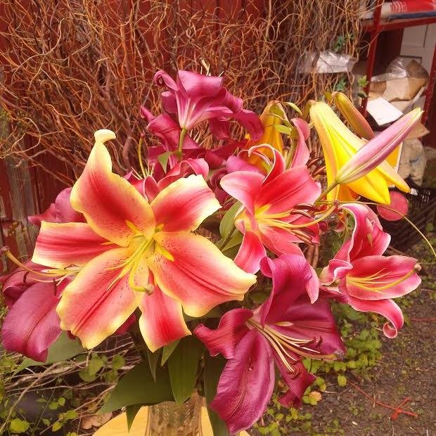 Growers of specialty lily bulbs, daylilies, peonies, perennial, shipping farm direct to all fifty states except Hawaii. Photo catalog, website. Family owned!