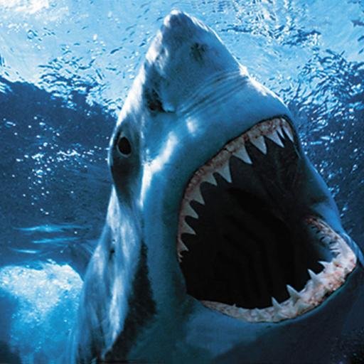 San Jose Sharks Analyst, Breaking News,  Teal is in Our Blood.