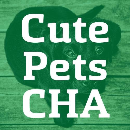 Adoptable companions in and around Chattanooga! (And remember to spay and neuter your pets.)