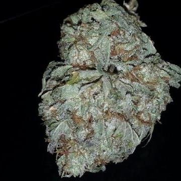 At Premium Collection, our mission has always been the same: . Founded in 2014, our patients trust us to offer the best Meds in the Detroit area and beyond.
