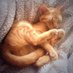 DeafCat (@urtunameowt) Twitter profile photo DeafCat (@urtunameowt) Twitter profile photo